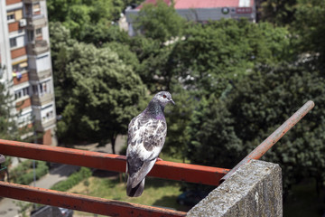 a pigeon stands on the fence of the terrace - 351218918