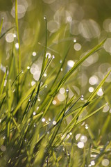 Grass field wallpaper in sunny morning