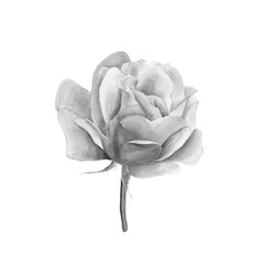 Rose. Hand-drawn black and white botanical illustration. Realistic isolated object on a white background for your design