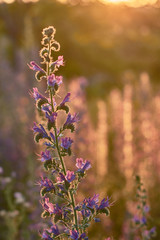 Purple flowers in a sunset. In the Meaques-Retamares area of Madrid. Spain