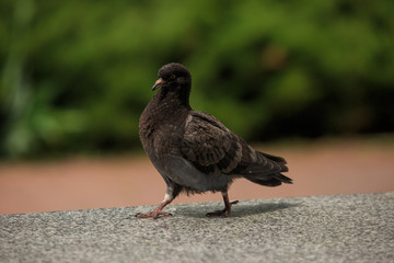 Dove walks on a gray granite 