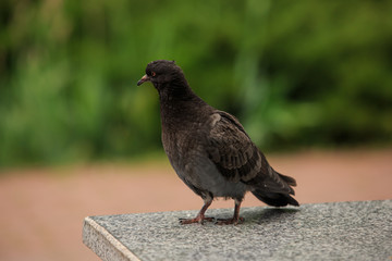 Dove walks on a gray granite 