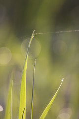 Fototapeta premium Grass field wallpaper in sunny morning