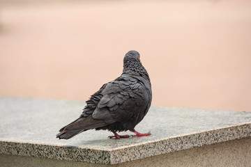 Dove walks on a gray granite 