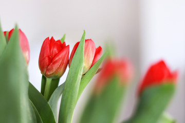 Colorful tulips In the spring