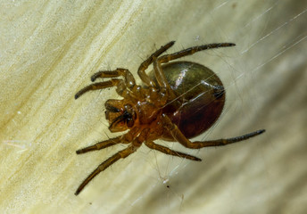 Spider on the web.