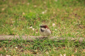 Sparrow on the green lawn