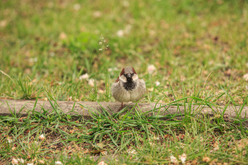 Sparrow on the green lawn