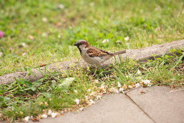 Sparrow on the green lawn