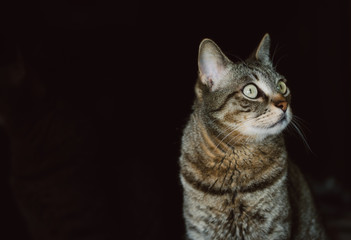 Fototapeta na wymiar Beautiful tabby cat