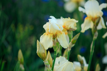 Yellow flower on a green natural background