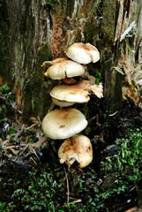 Mushrooms grow on a tree