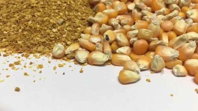 Yellow gold Corn Distiller's dried grains with solubles (DDGS) and corn grains are the nutrient rich co-product of dry -milled ethanol .The biofuel plants are a growing source