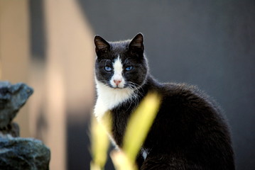 Katze mit blauen Augen