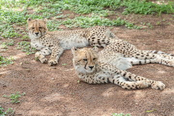Naklejka na ściany i meble Two Cheetahs lying down in the shadows