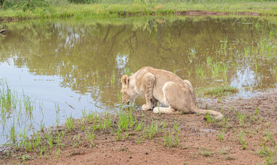 Lion drinking water in South Africa
