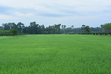The rice fields are growing, beautiful green fields.