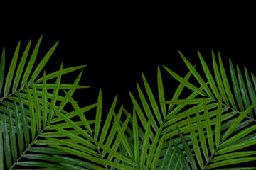 leaf with Black Background 