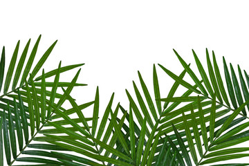 leaf with White Background 