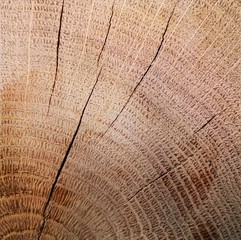 texture of wood, oak in cross section closeup