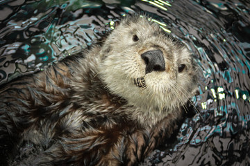 Sea otter posing in the water