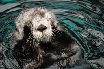 Sea otter posing in the water - 351223339