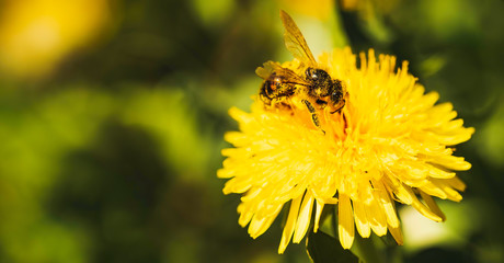 Honey bee covered with yellow pollen collecting nectar from dandelion flower. Important for environment ecology sustainability. Copy space