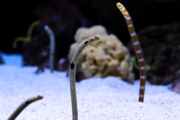 splendid garden-eel in an aquarium