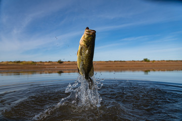 Big Bass Large mouth - Fishing on lake