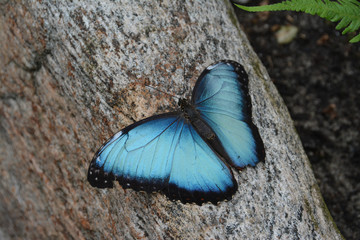 Morpho peleides, the Peleides blue morpho, common morpho or the emperor is an iridescent tropical butterfly.  Big blue butterfly on a tree. Blue with black butterfly.