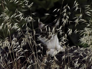 Un gatito gris 