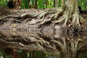 tree roots in the forest