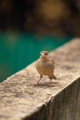 Sparrow staring at camera