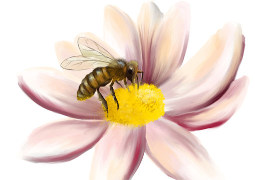 Honeybee sitting on a flower – isolated