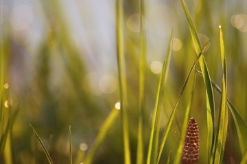 Grass Bokeh Wallpaper - Macro Shot