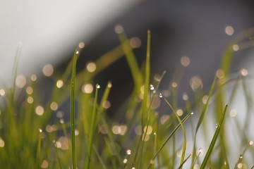Grass Bokeh Wallpaper - Macro Shot