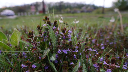 Obraz premium Small wonder wild flowers from the backyard