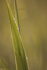 Grass Bokeh Wallpaper - Macro Shot
