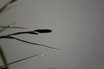Grass Bokeh Wallpaper - Macro Shot