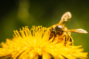 Honey bee covered with yellow pollen collecting nectar from dandelion flower. Important for environment ecology sustainability. Copy space