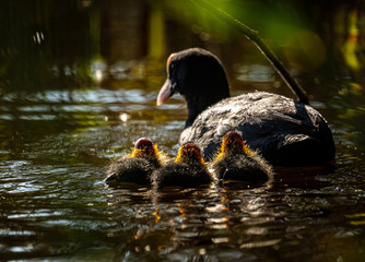 duck with young on the water