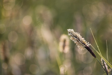 Fototapeta premium Grass Bokeh Wallpaper - Macro Shot