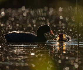 Water hen and chick