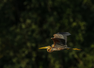 heron in flight