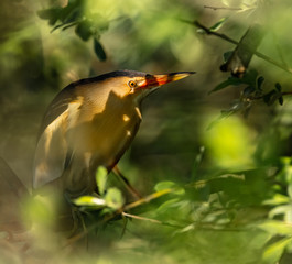 Least Bittern