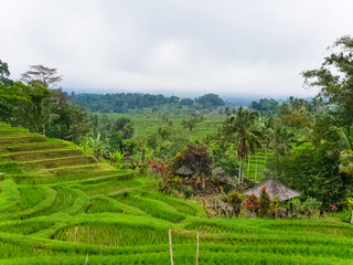 Fototapeta na wymiar Panorama view on rice terraces Jatiluwih