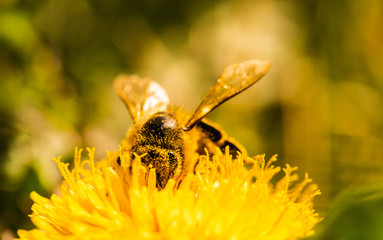 Honey bee covered with yellow pollen collecting nectar from dandelion flower. Important for environment ecology sustainability. Copy space