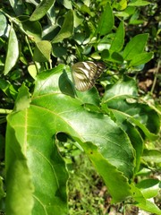 butterfly on an green leaf