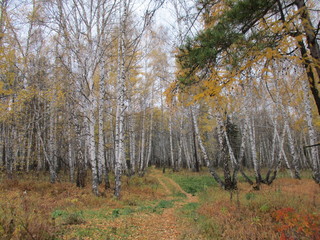 autumn in the forest