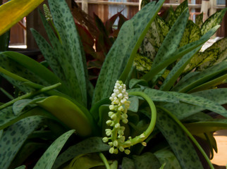 Obraz premium A leopard lily in my garden